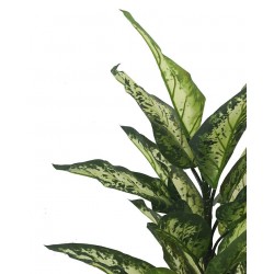 55912  KARE roślina dekoracyjna DIFENBACHIA 100  cm