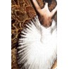 KH1501100269 Obraz BALLERINA 1 100x120 cm