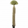 NOWOŚĆ 55920 KARE roślina dekoracyjna YUCCA ROSTRATA   240 cm  King Home